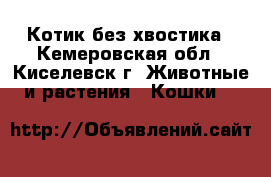 Котик без хвостика - Кемеровская обл., Киселевск г. Животные и растения » Кошки   